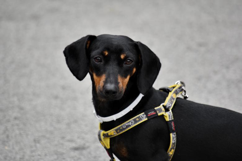 Free stock image of Black Dog with Leash created by adam