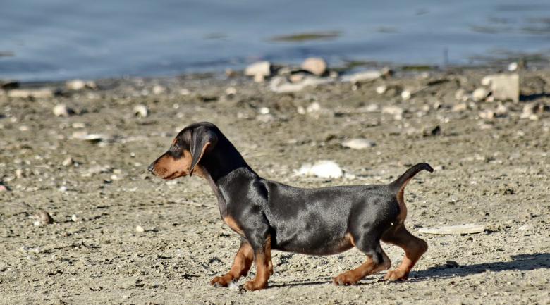 Free stock image of Adorable Small Dog created by adam