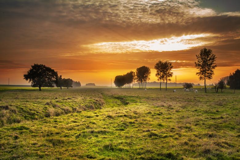 Free stock image of Backlit Cattle Grazing Landscape created by adam