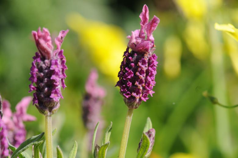 Free stock image of Lavender Flowers Macro created by adam