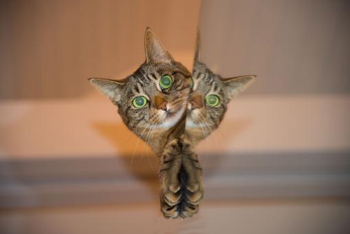 Cat and Mirror - Free Stock Photo
