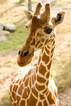 Cute Giraffe - Free Stock Photo