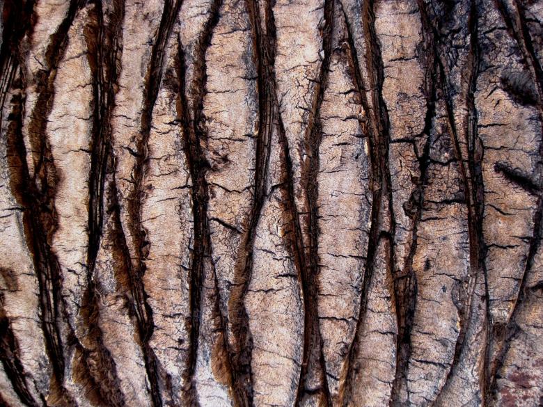 Free stock image of Tree trunk bark texture created by adam