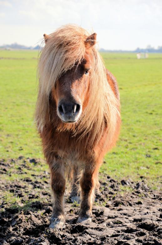 Free stock image of Icelandic Horse Outdoors created by adam