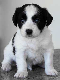 Cute puppy dog - Free Stock Photo