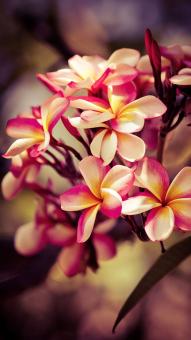 Beautiful Flower Background - Free Stock Photo