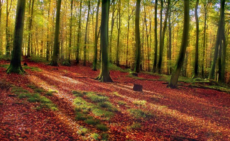 Free stock image of Forest in Autumn created by adam