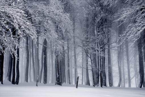 Forest Winter Scene - Free Stock Photo