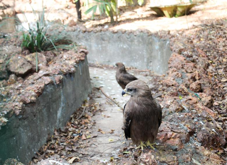 Free stock image of Small Brown Eagle created by Tona sam