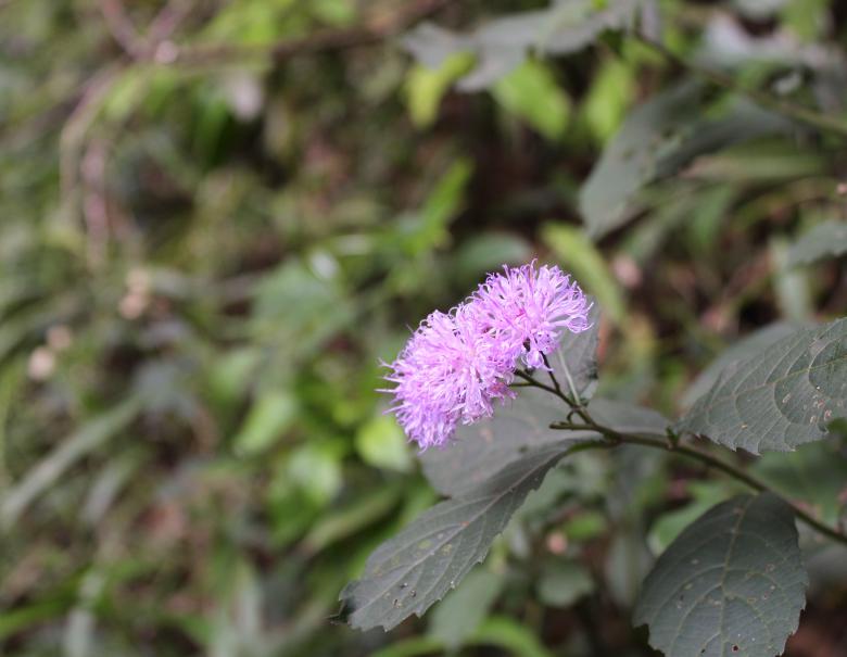 Free stock image of Wild Violet Flowers created by Tona sam