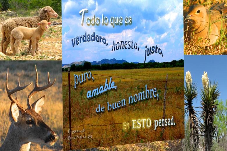 Free stock image of En Esto Pensad created by DFNatureAwed