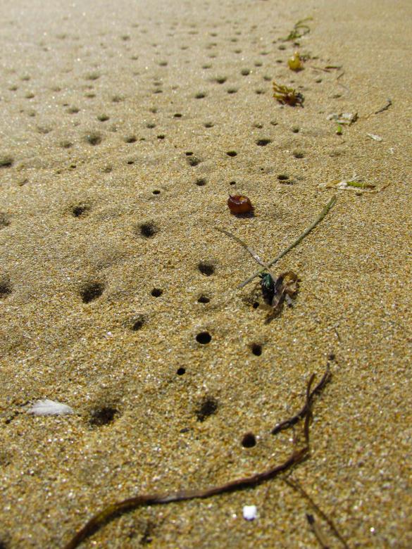 Free stock image of Golden Beach Sand created by Michiru Maeda
