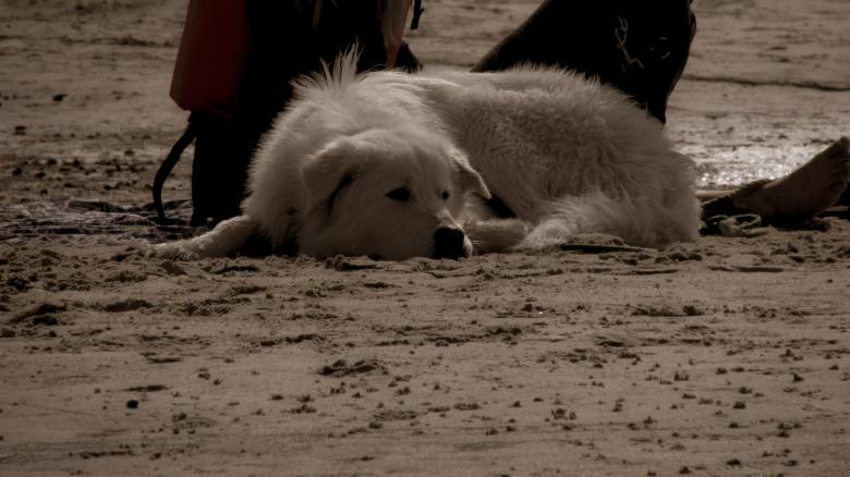 Free stock image of Old Dog Resting on the Beach created by Michiru Maeda