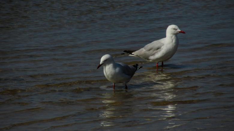 Free stock image of Seagulls in Water created by Michiru Maeda