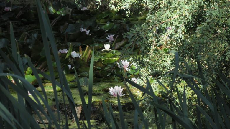 Free stock image of Lotus pond and tall grass created by Michiru Maeda