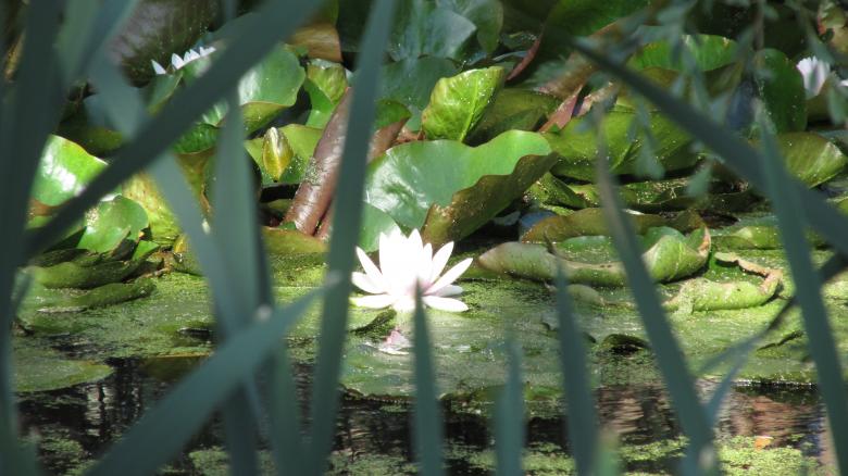 Free stock image of Lotus pond and tall grass created by Michiru Maeda