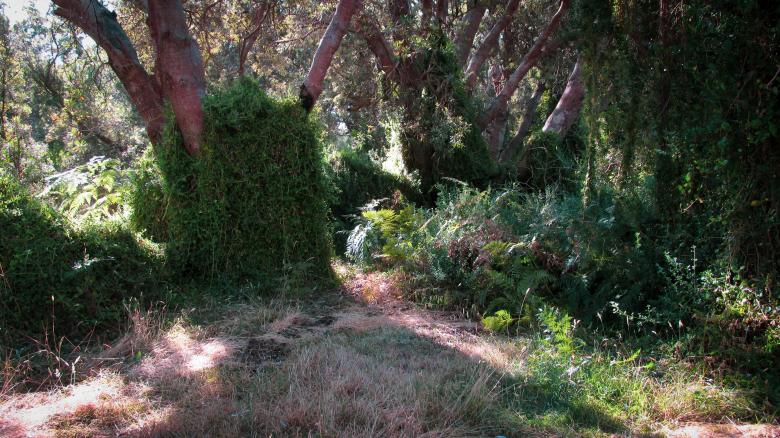 Free stock image of Lush Forest Vegetation created by Michiru Maeda