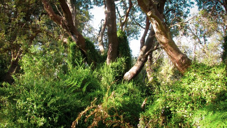 Free stock image of Lush Green Vegetation created by Michiru Maeda
