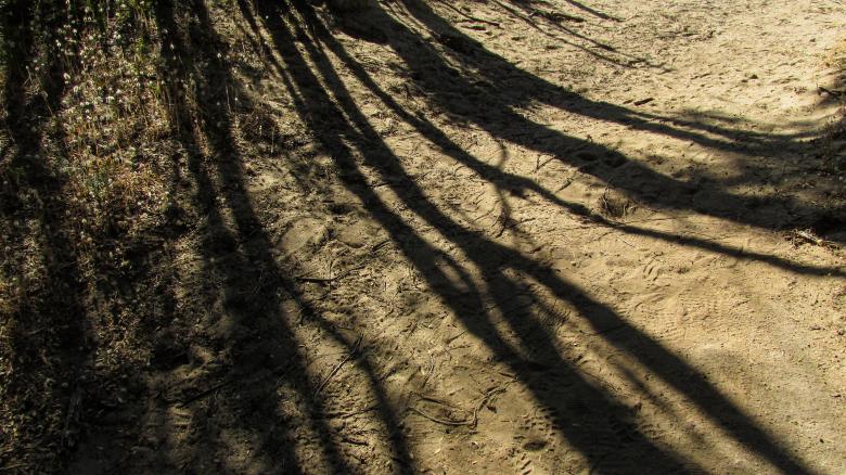 Free stock image of Long Tree Shadow created by Michiru Maeda
