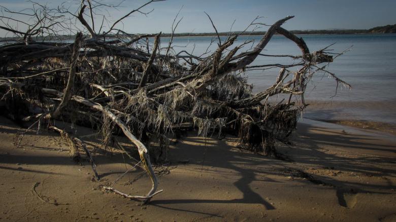 Free stock image of Dead Tree on the Beach created by Michiru Maeda