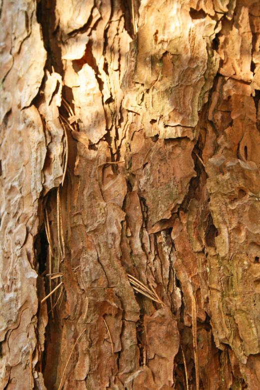 Free stock image of Pine Bark Texture created by Kamala Saraswathi