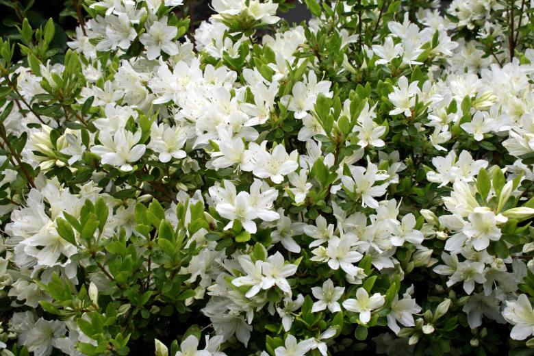 Free stock image of Spring Azalea  created by Kamala Saraswathi