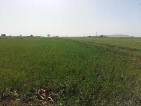 Cornfield in Morocco - Free Stock Photo