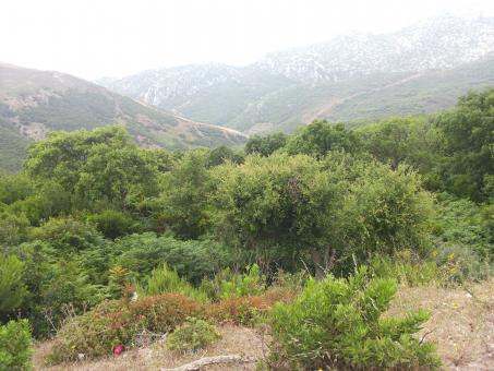 Tetouan Nature - Free Stock Photo