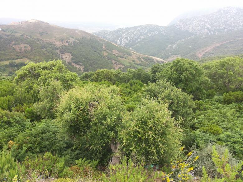 Free stock image of Forest in Morocco created by Hassan JAB