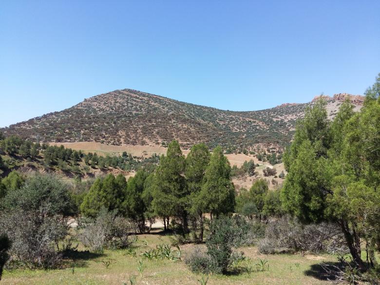 Free stock image of Trees and Hills in Morocco created by Hassan JAB