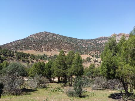 Trees and Hills in Morocco - Free Stock Photo