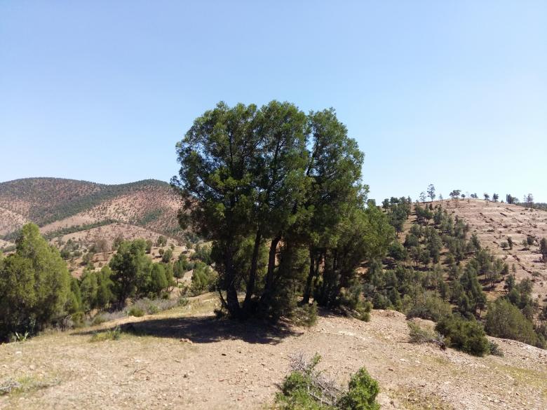 Free stock image of Tree in Morocco created by Hassan JAB