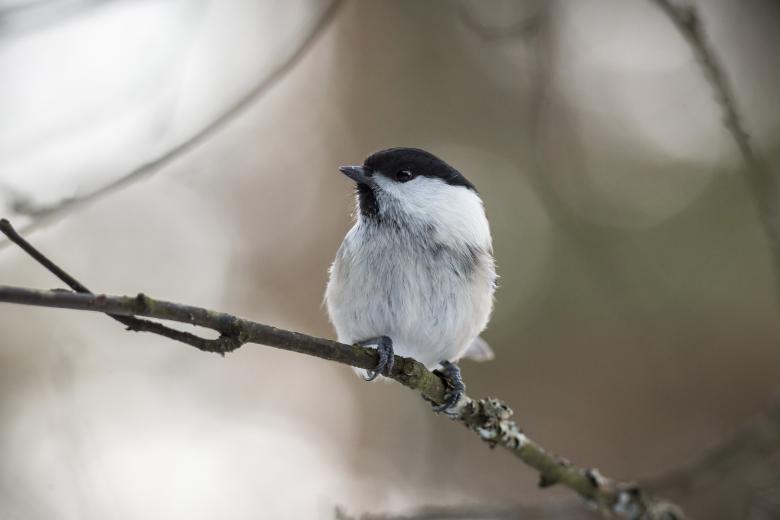 Free stock image of Willow Tit  created by Erik Karits