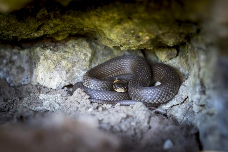Free stock image of Grass Snake created by Erik Karits
