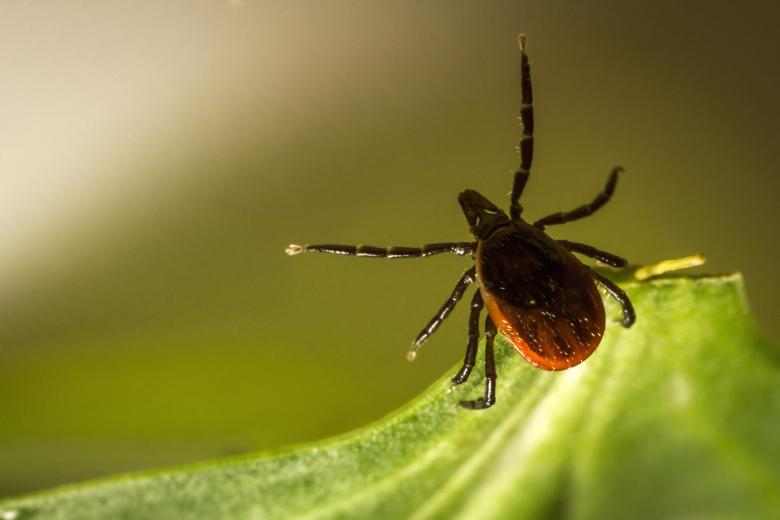 Free stock image of Castor Bean Tick created by Erik Karits