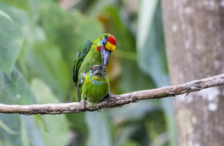 Free stock image of Red-throated Barbet created by Erik Karits
