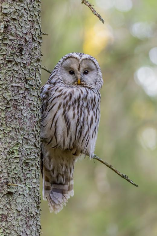 Free stock image of Ural Owl created by Erik Karits