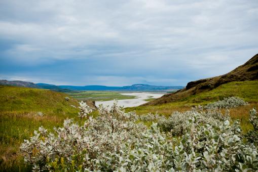 Green Shrubs and Icelandic Valley Landscape