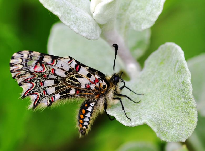 Free stock image of Spanish Festoon Butterfly created by Chris Kilpatrick