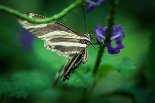 Butterfly on Flower - Macro - Free Stock Photo