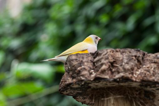 Free Stock Photo of Small Yellow Bird