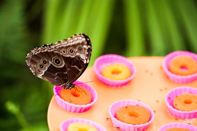 Free stock image of Feeding Butterfly created by Bjorgvin