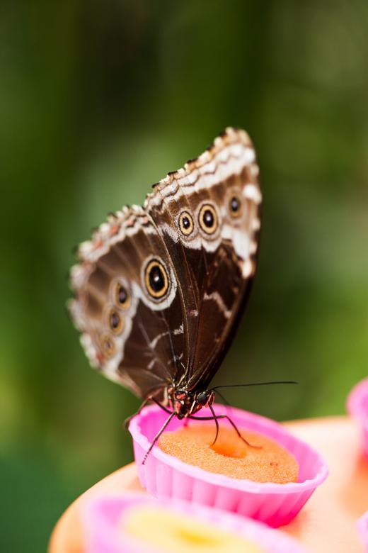 Free stock image of Butterfly Feeding on Sweets created by Bjorgvin