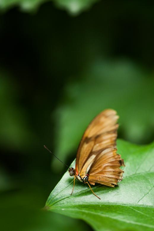 Free stock image of Small Butterfly on Leaf created by Bjorgvin