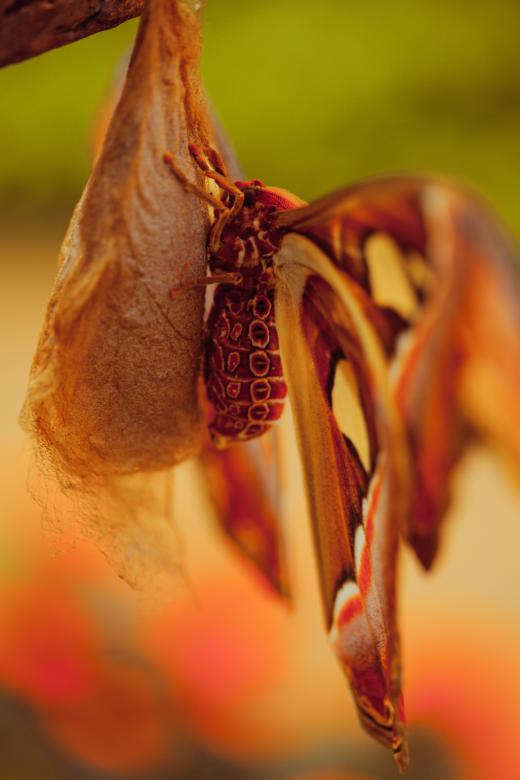 Free stock image of Large Butterfly on Pupa created by Bjorgvin