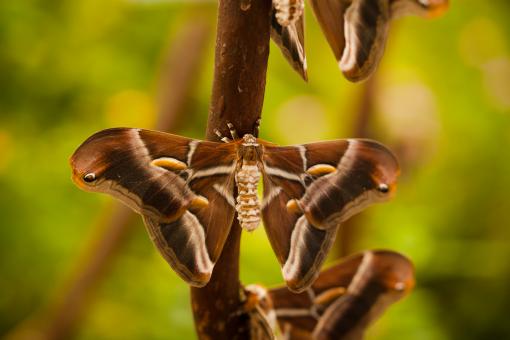 Free Stock Photo of Large Butterflies