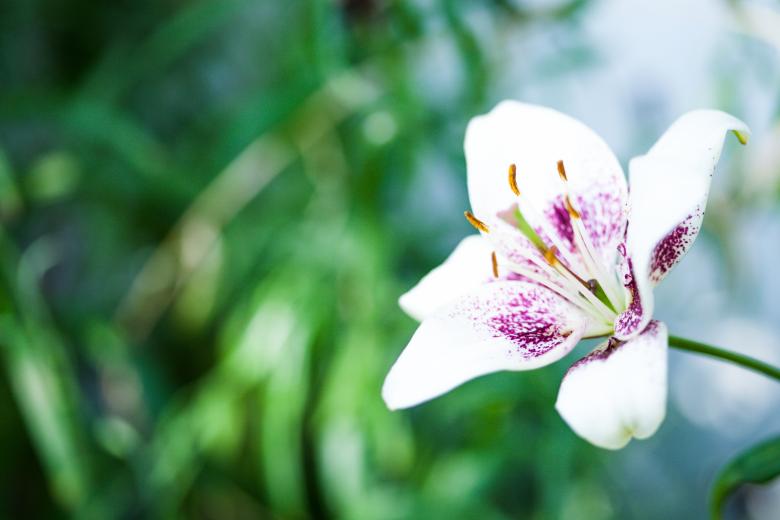 Free stock image of White Flower with Green Bokeh Background created by Bjorgvin
