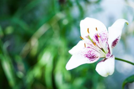 White Flower with Green Bokeh Background