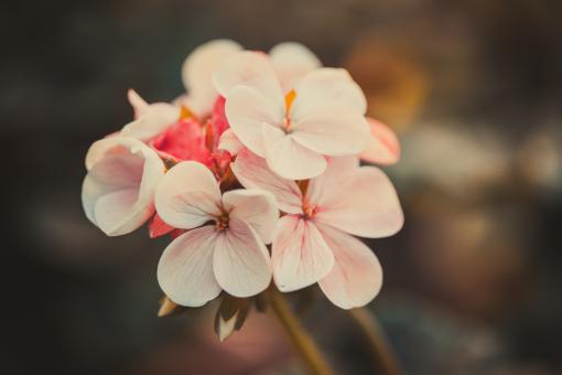 Vintage Floral Background - Free Stock Photo