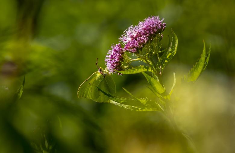 Free stock image of Common Brimstone created by Erik Karits